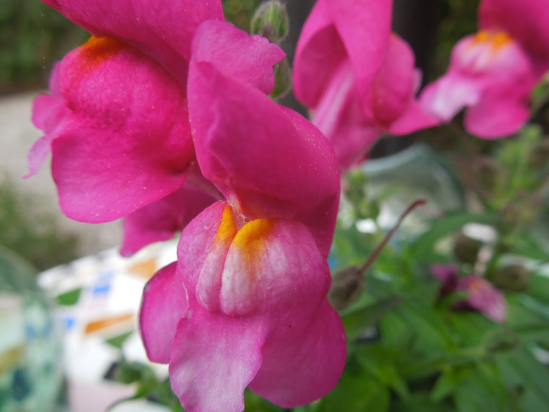 Flores para cuidar nuestra piel y salud