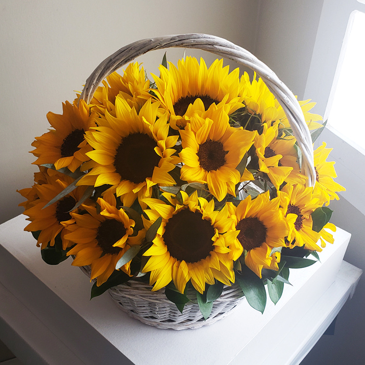 Girasoles En Canasta Blanca